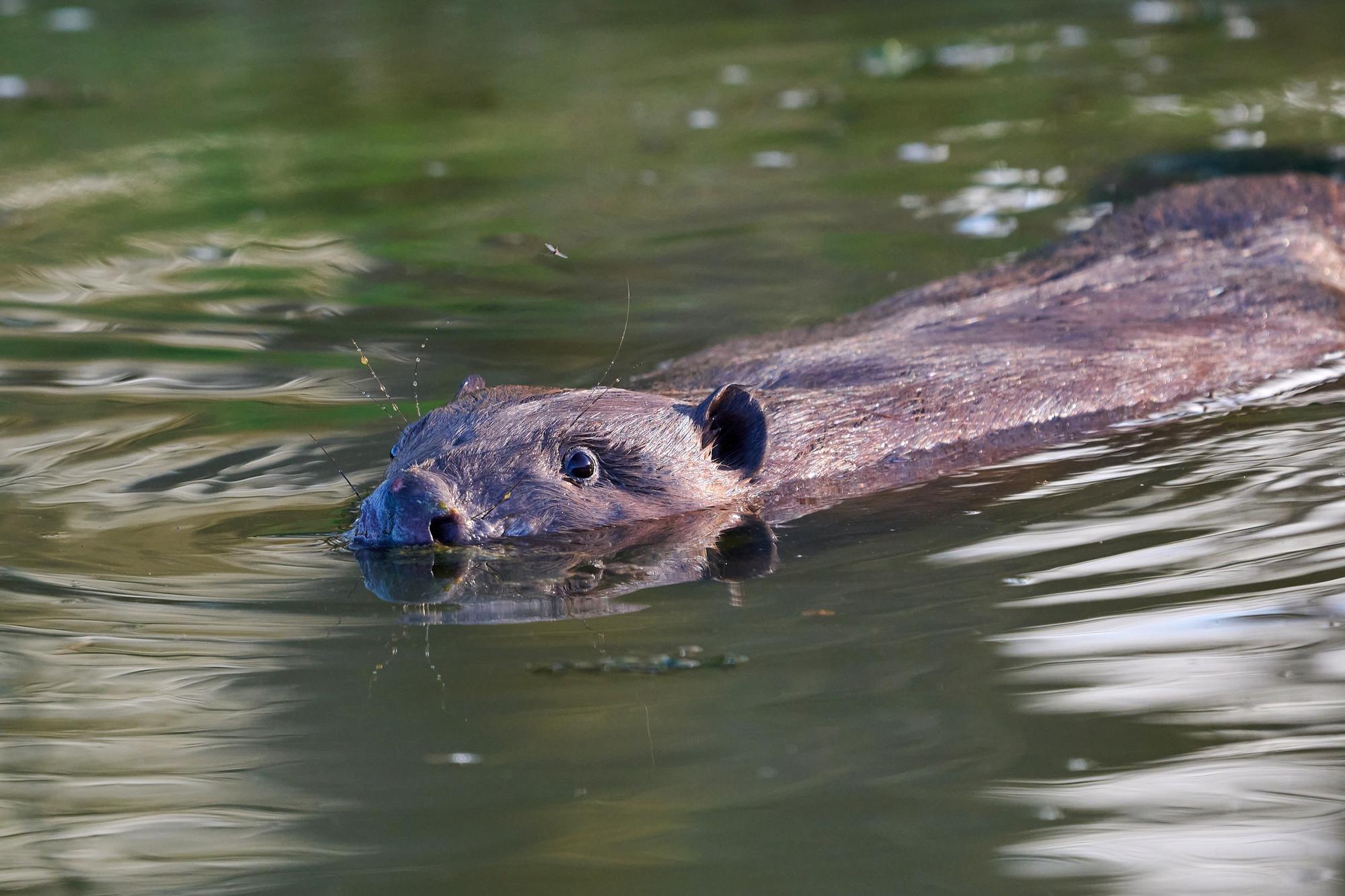 Watch as beavers return to Bedfordshire for the first time in more than ...
