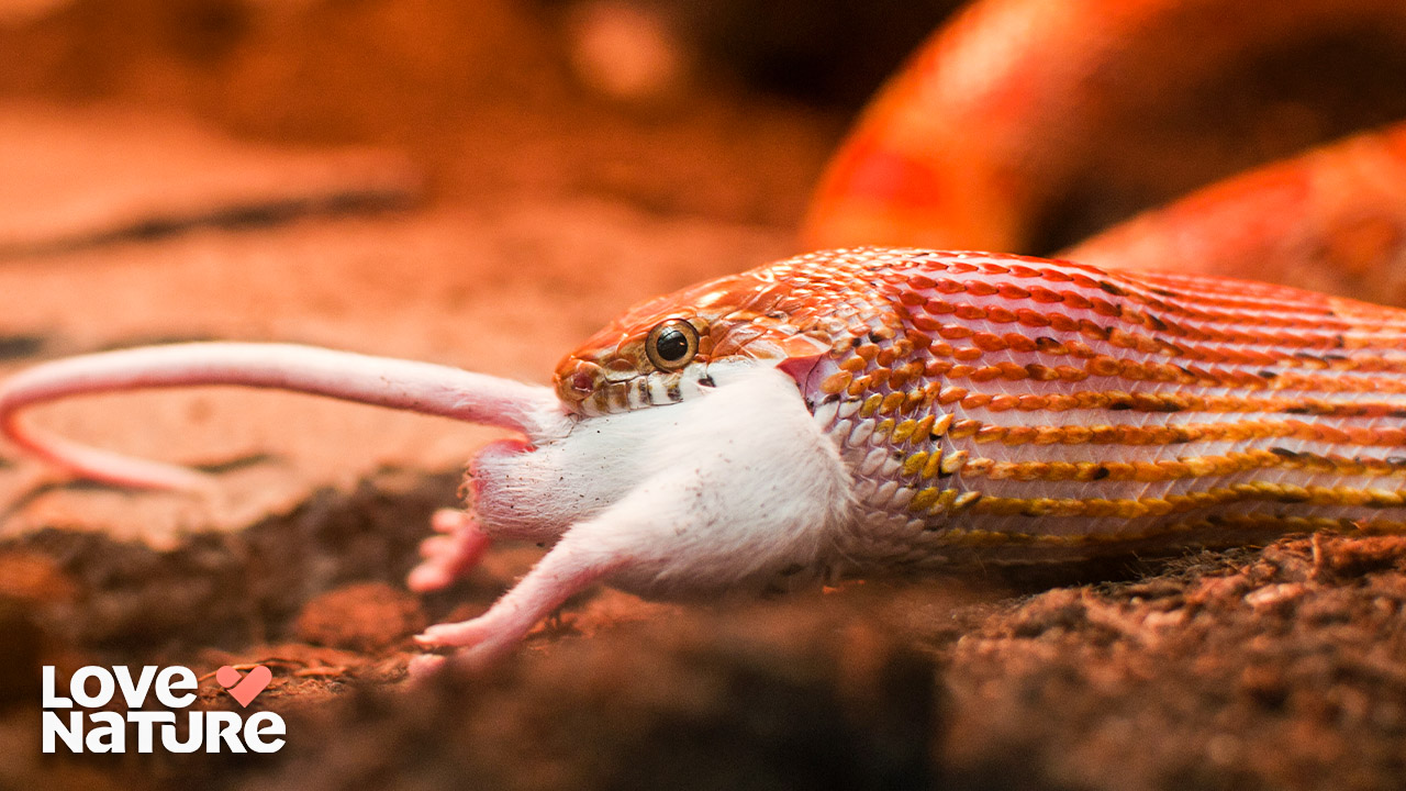 No escape: The tiger snake’s lethal strike