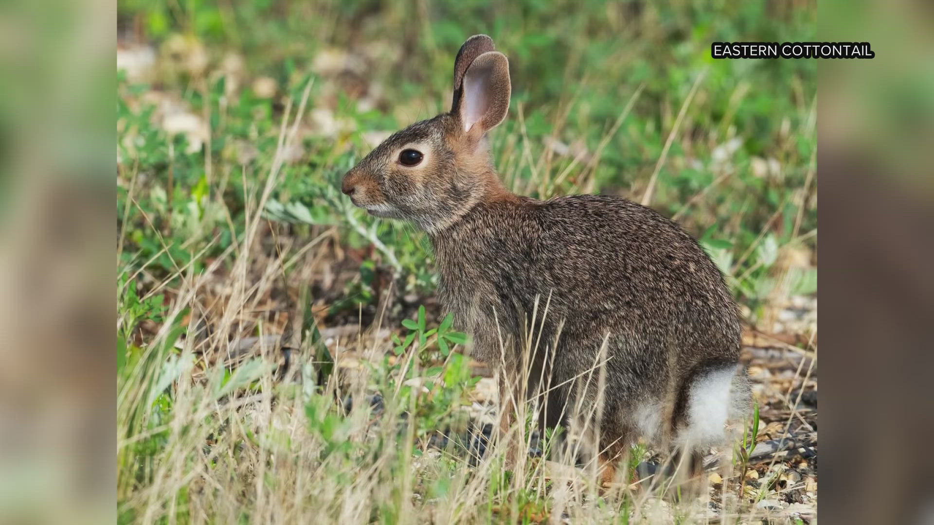 A non-native rabbit species is making itself at home in Maine