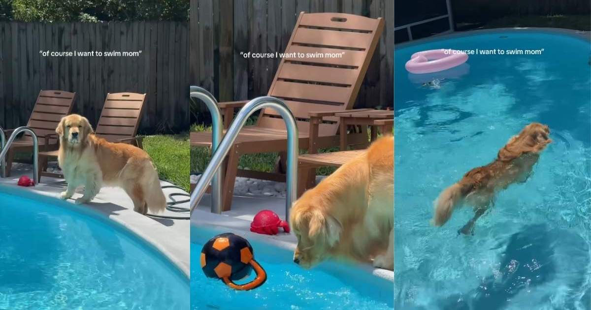 Golden retriever slowly builds up the courage to go swimming in the pool