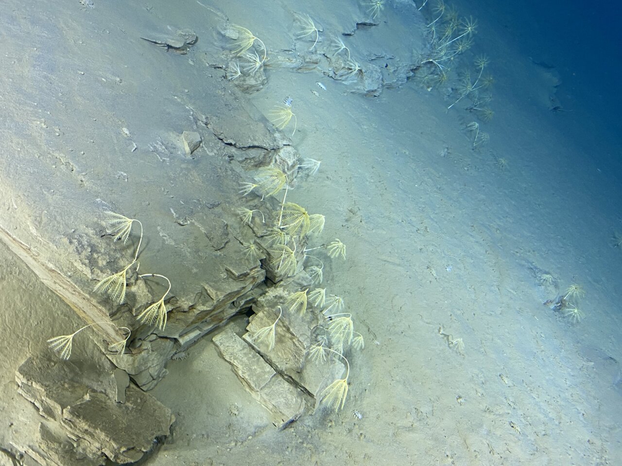 Rich biodiversity found in Japan's deepest ocean trenches, including an ...