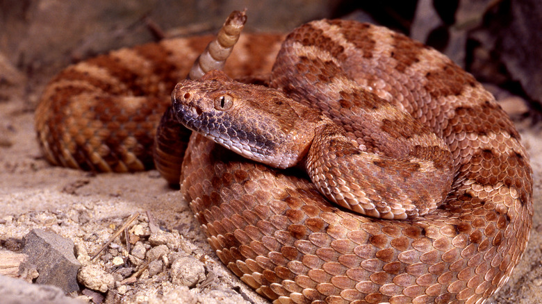 Dangerous creatures to beware of when adventuring in Death Valley ...