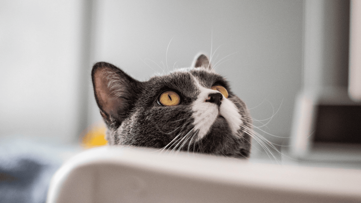 Picture of 7 sounds your cat makes and what they mean (it's always trying to tell ...