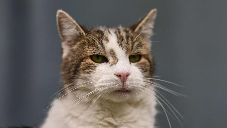 The eye-watering reason Larry became the Downing Street cat