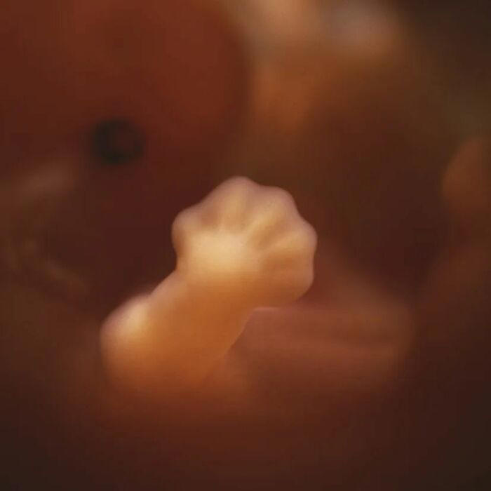 10 remarkable images offering a glimpse into the miracle of birth
