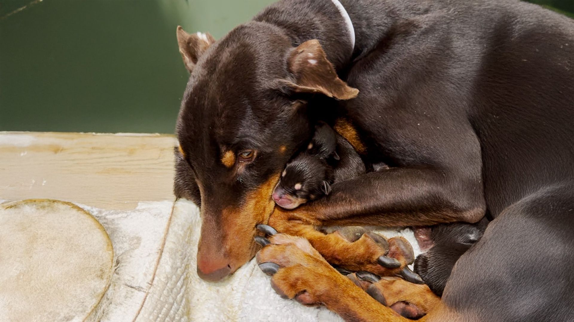 Mama Dog And Her Babies Who Got Dumped In The Rain Reunite<br>