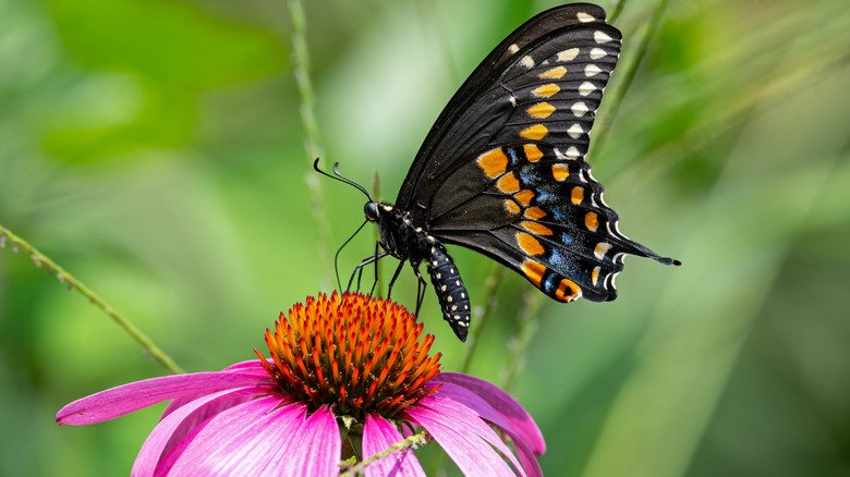 The tasty herb that can attract beneficial insects to your garden