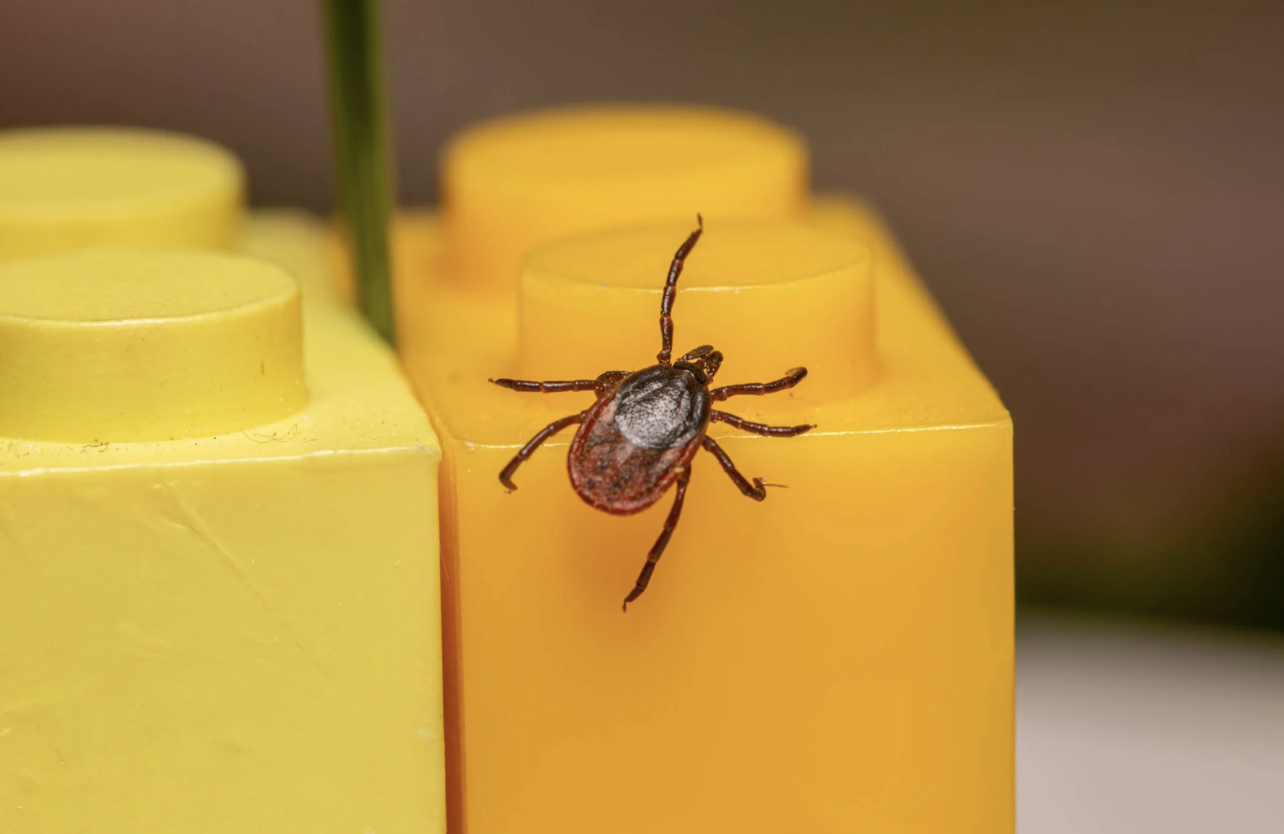 Worried about ticks this spring? These 7 yard fixes can help