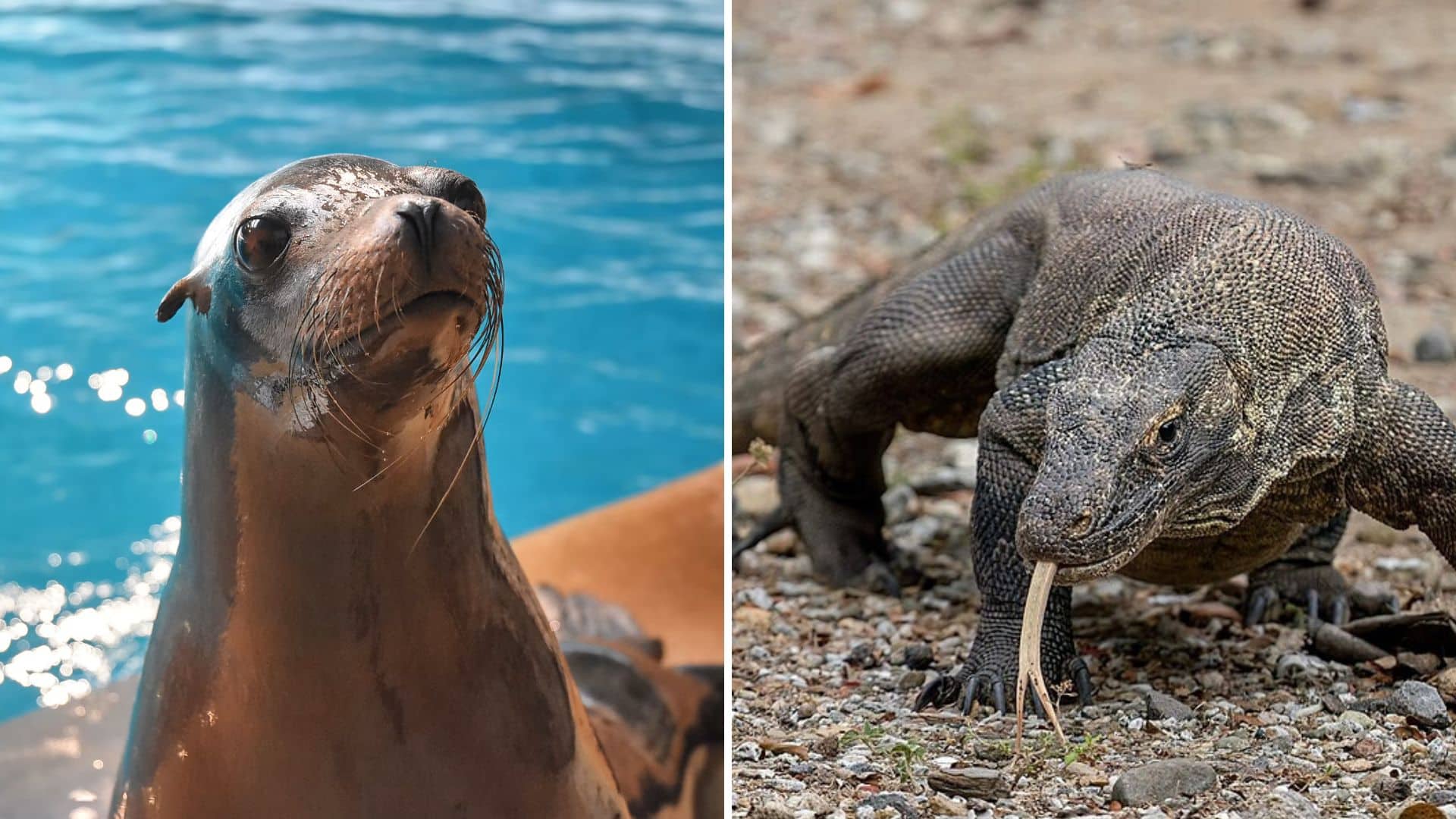 These creatures can survive long periods without food