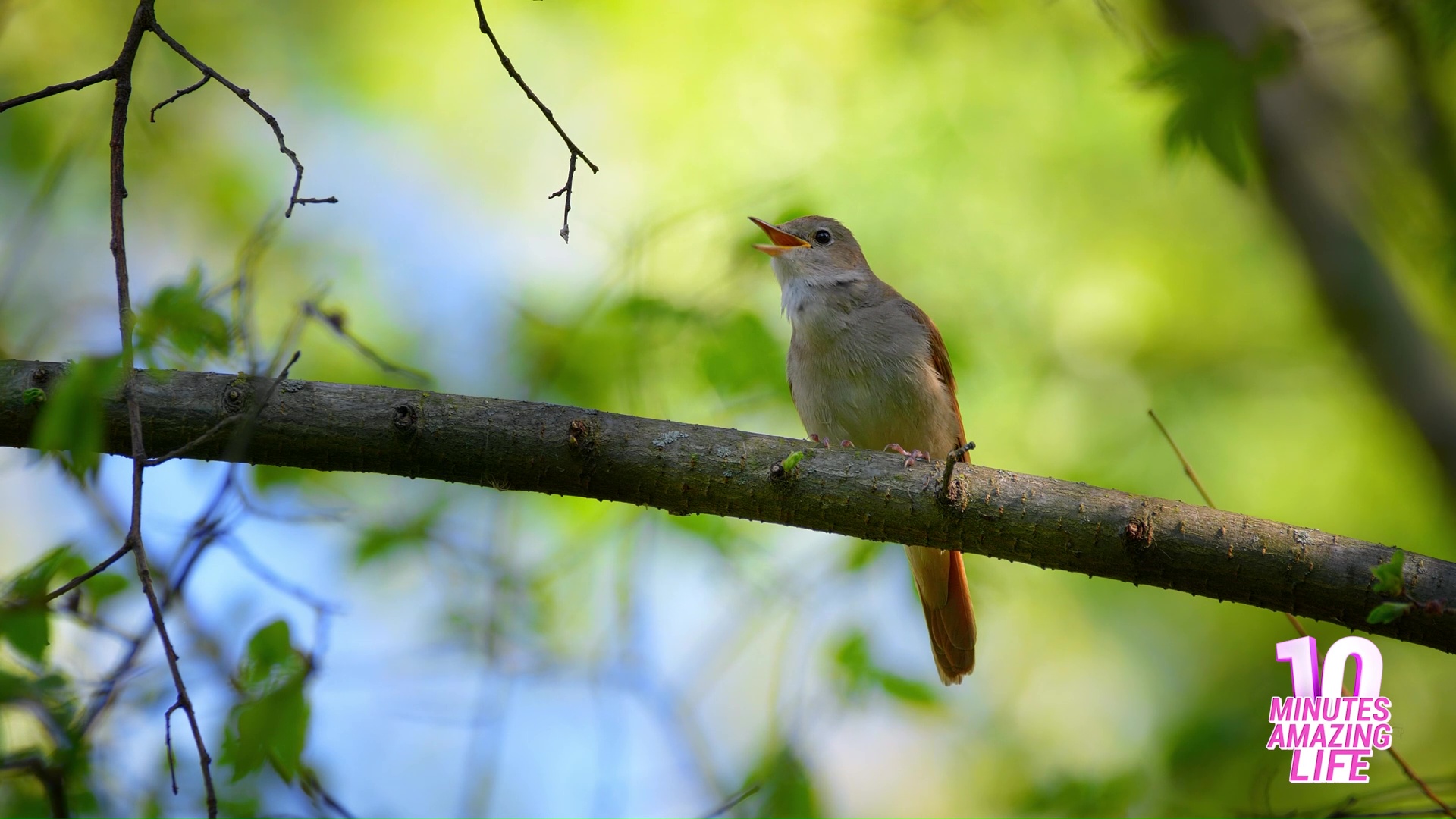 Tiny bird with a surprisingly loud beautiful voice