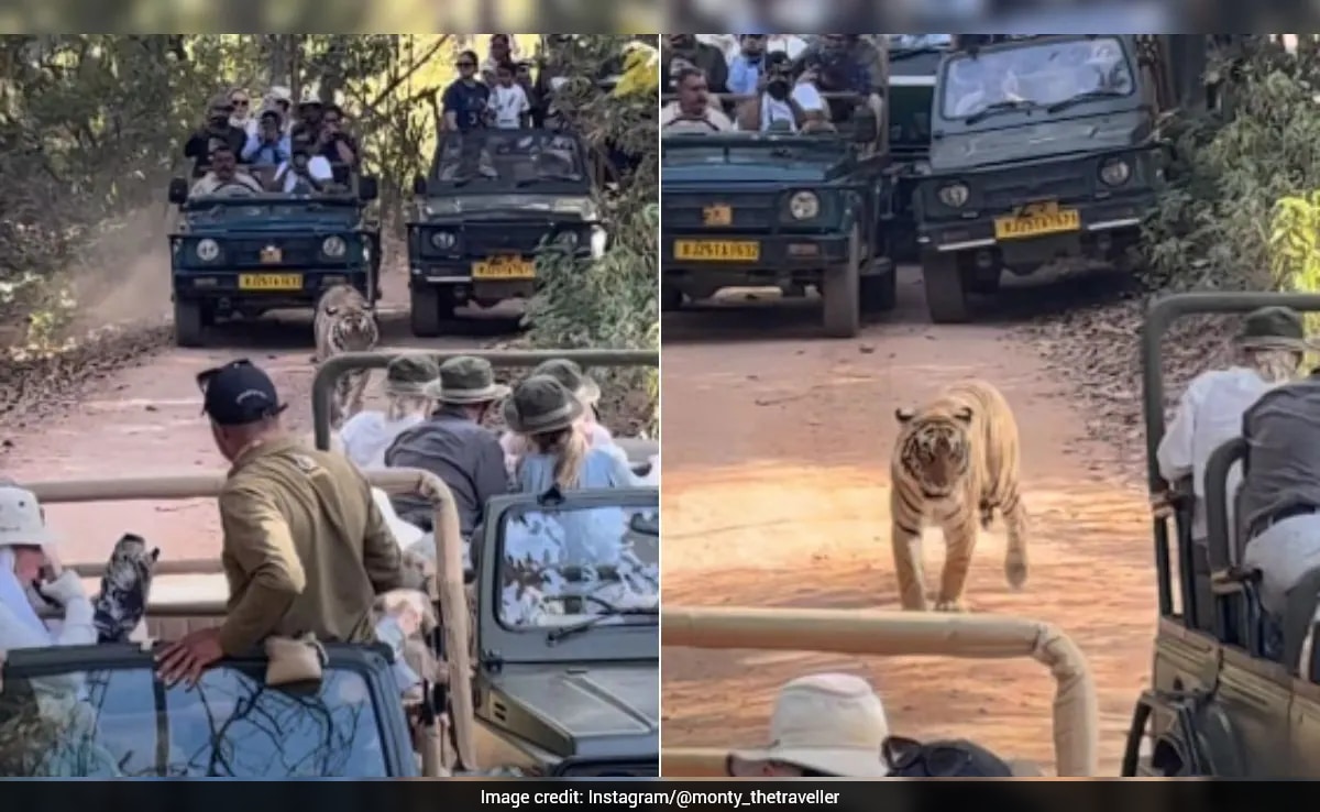 Traffic jam during Ranthambore safari goes viral, internet reacts to ...