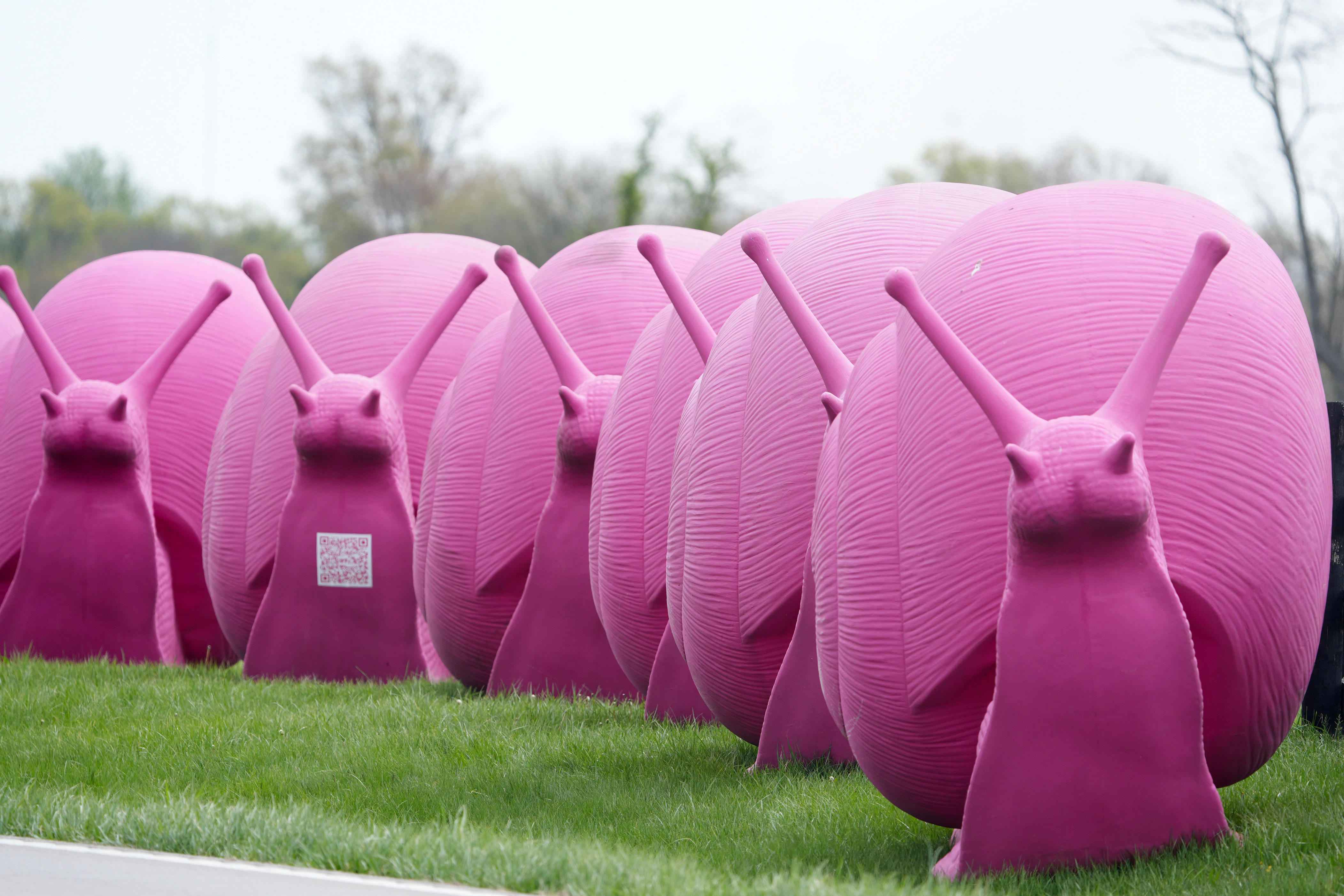 Pink snails are slowly making their way toward Louisville. Here's why