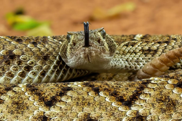 Southern California county has claimed its sixth rattlesnake bite ...