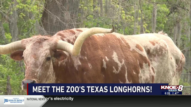 Zoo buddy: Texas Longhorns!