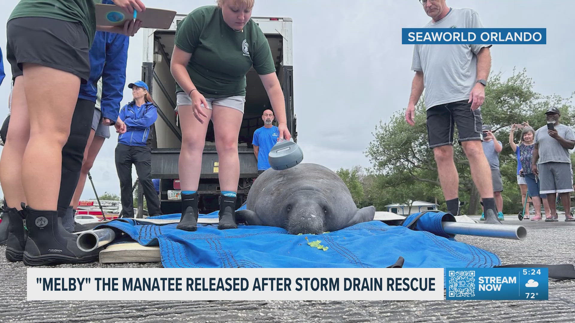 Manatee rescued from Florida storm drain released back into wild