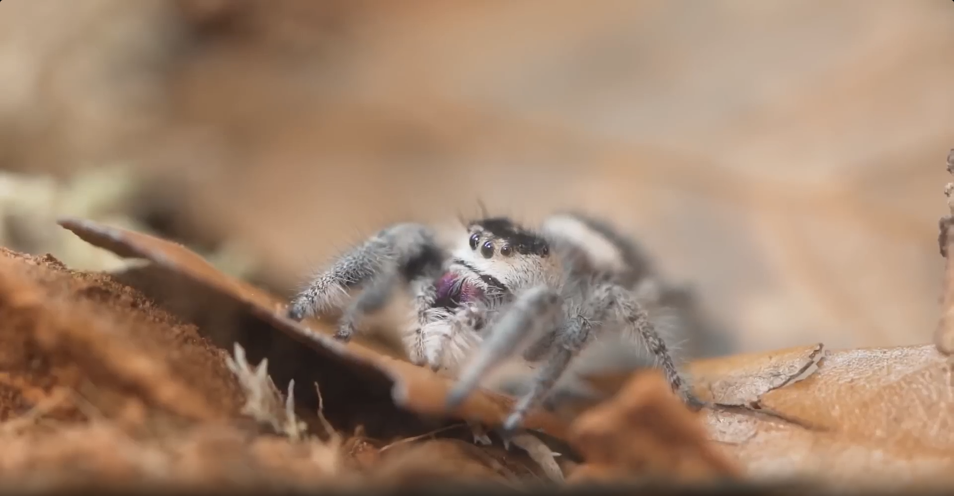 I built homes for exotic insects