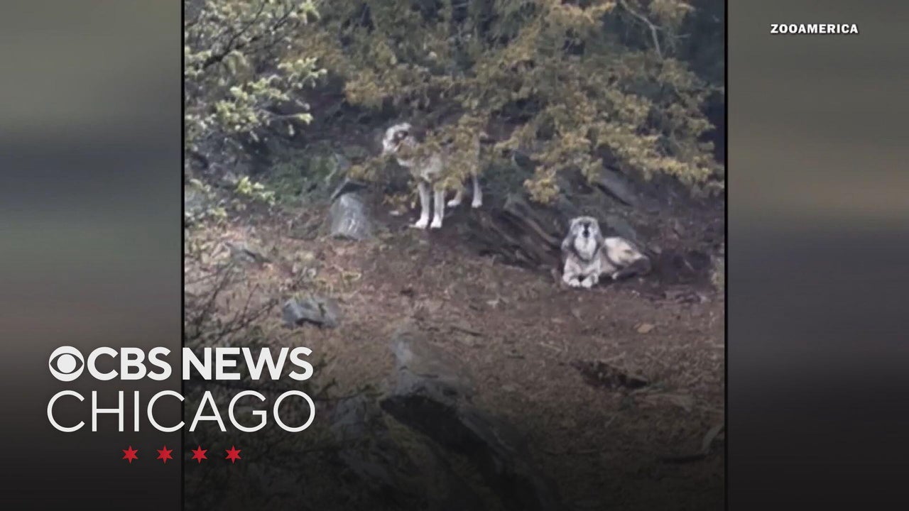 Parents charged after toddler hurt by wolf at Pennsylvania zoo