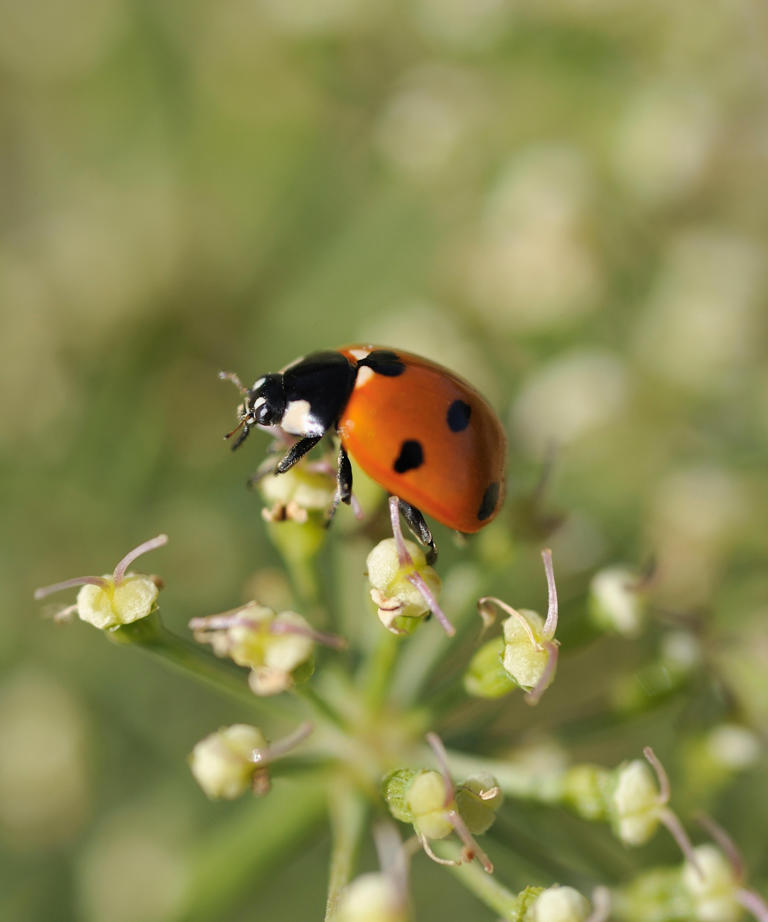 Gardening experts say that caterpillars are actually good for your ...