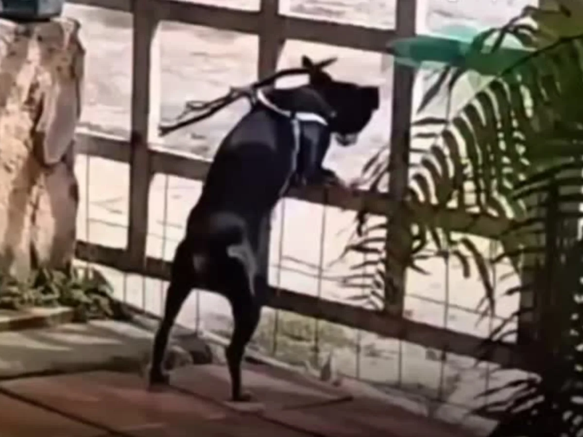 Tutor improvisa solução criativa para impedir fuga de cachorro pelo portão