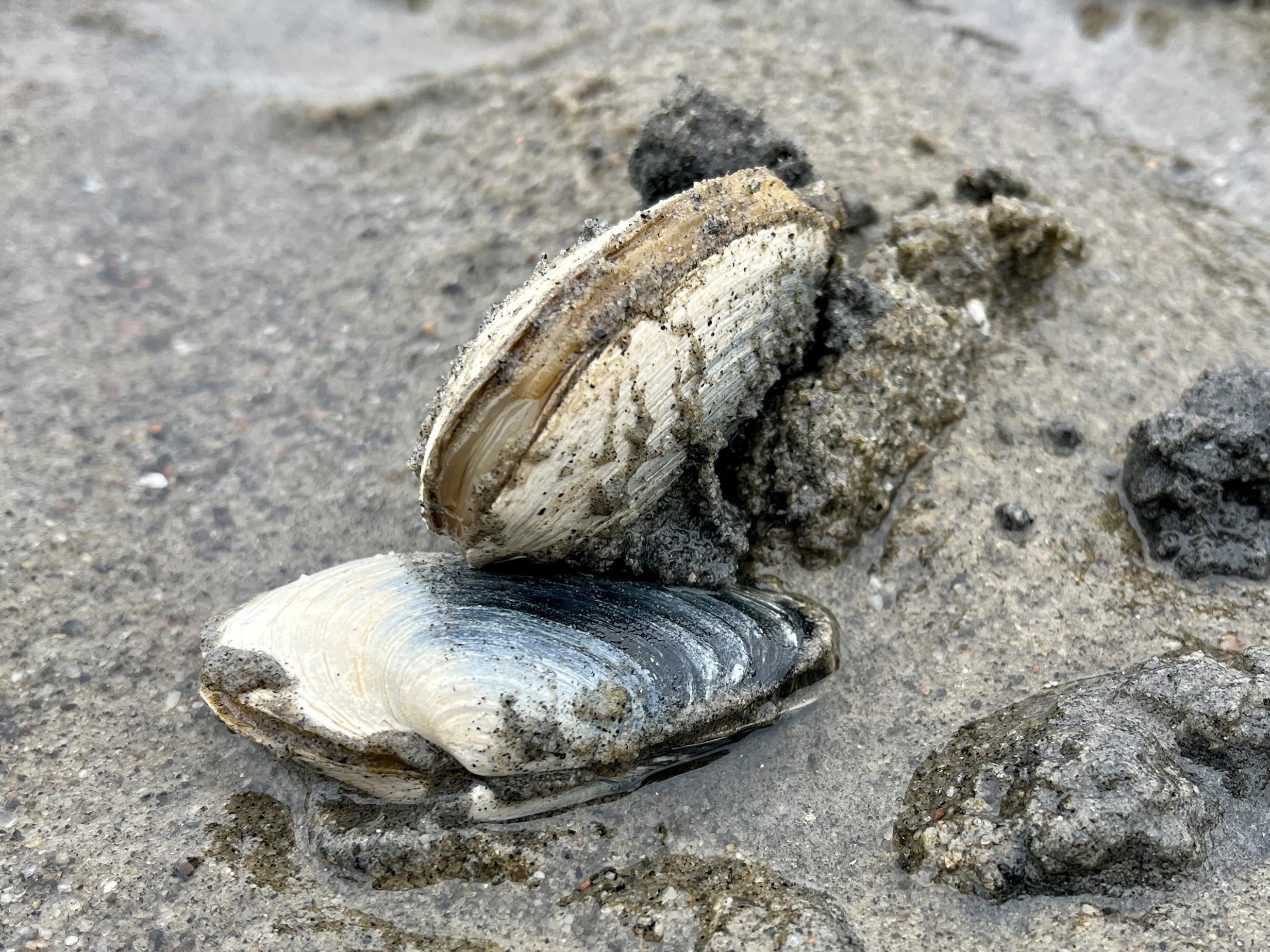La pêche aux coques racontée des quatre coins de l’Est du Québec — free download