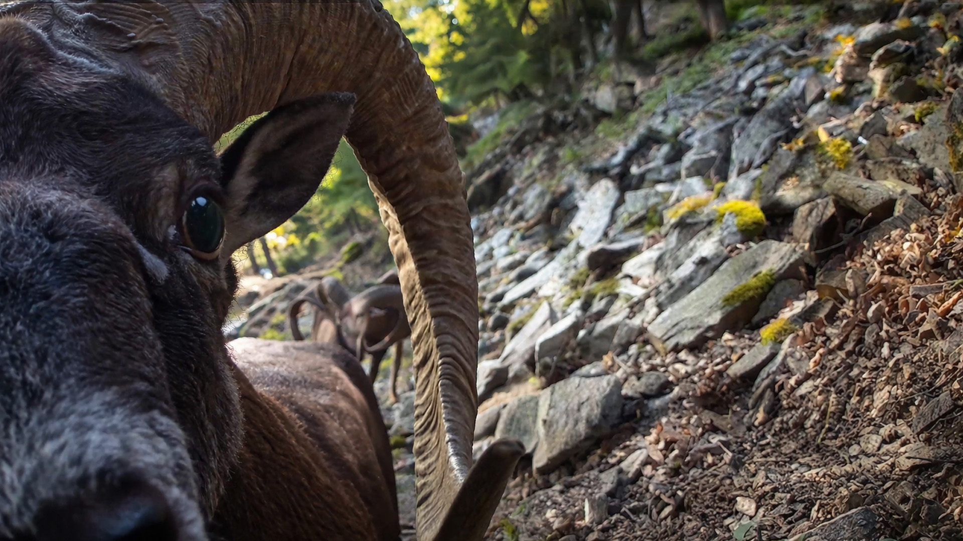 Camera trap records ram interaction at very close range