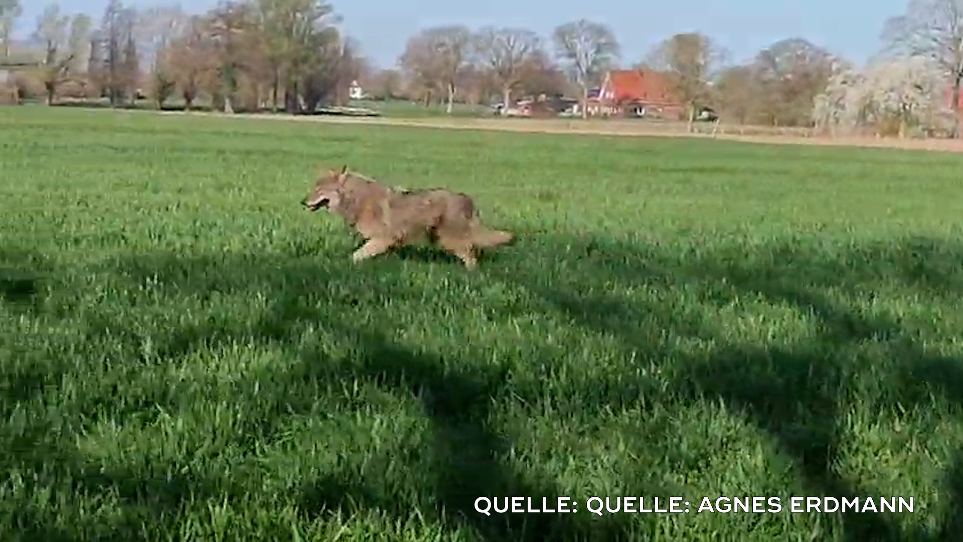 Wolf reißt Schafe in Ennigerloh