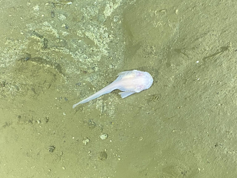 Rich biodiversity found in Japan's deepest ocean trenches, including an ...