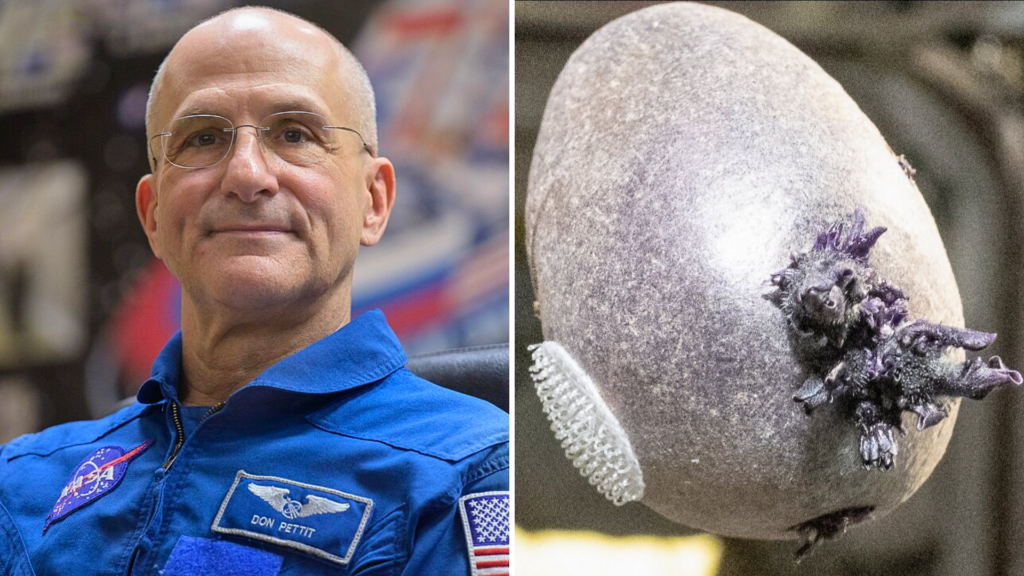 NASA astronaut captures strange ‘tentacled’ object on ISS, sparking ...