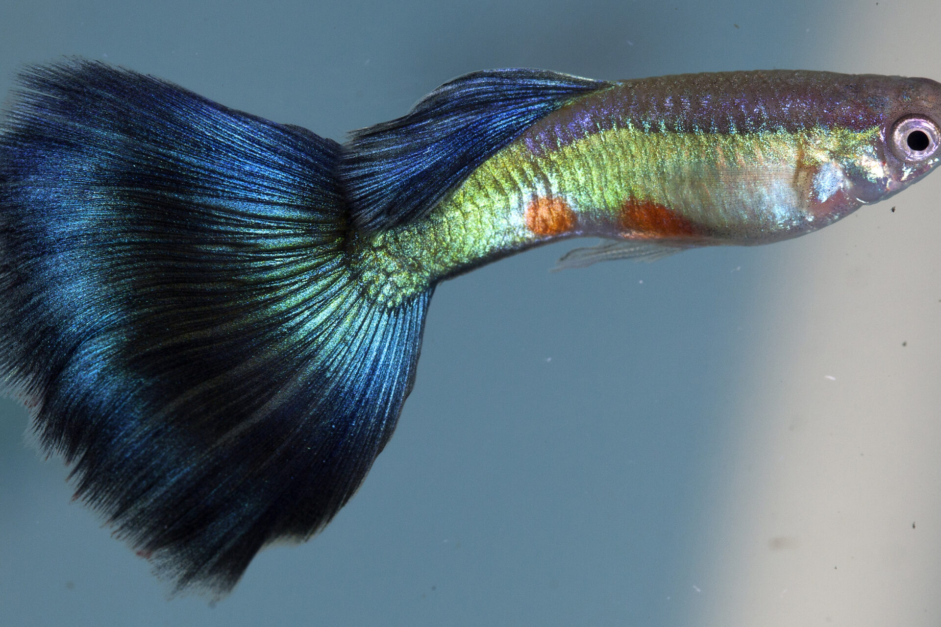 Female guppies prefer odd-looking males to handsome ones