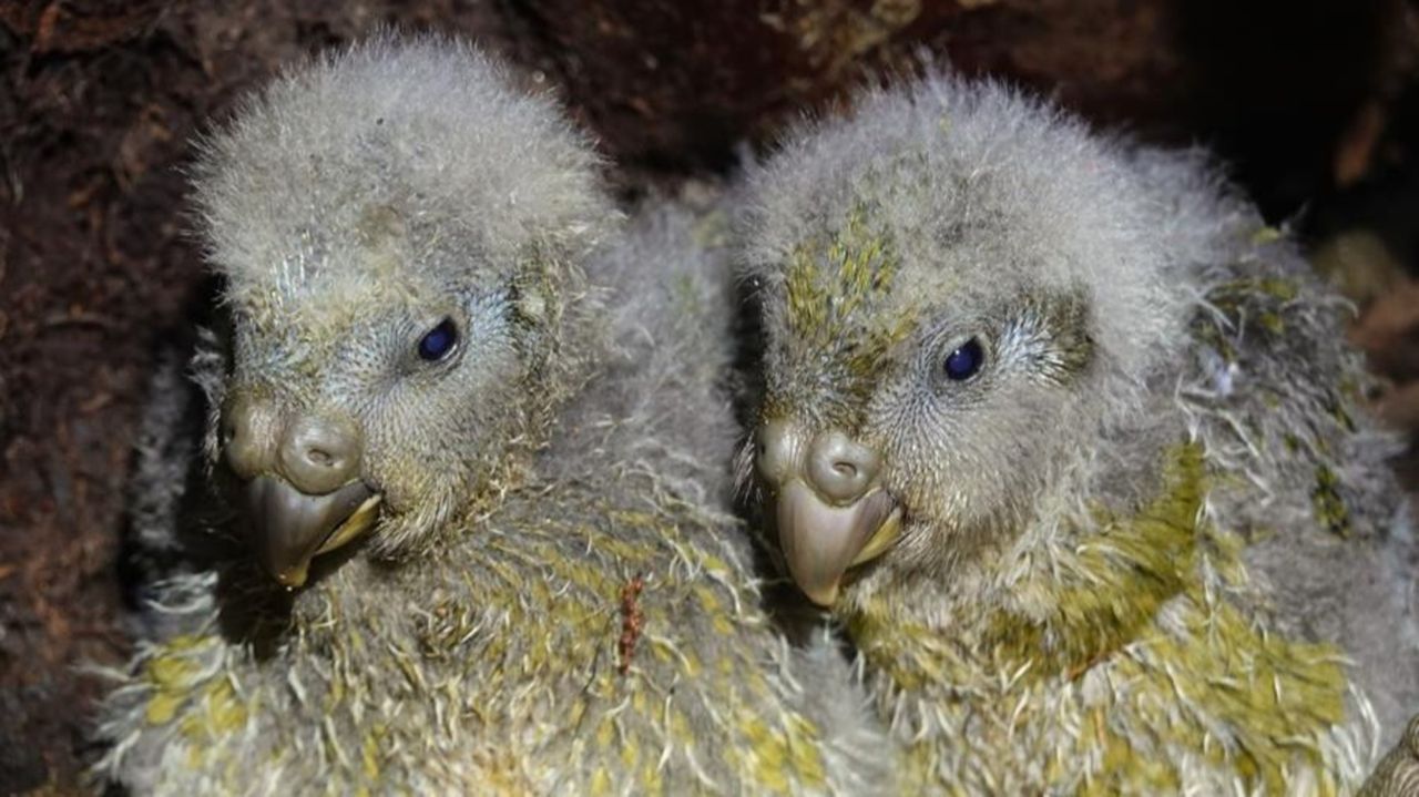 World's fattest parrot — on the verge of extinction 30 years ago — has ...