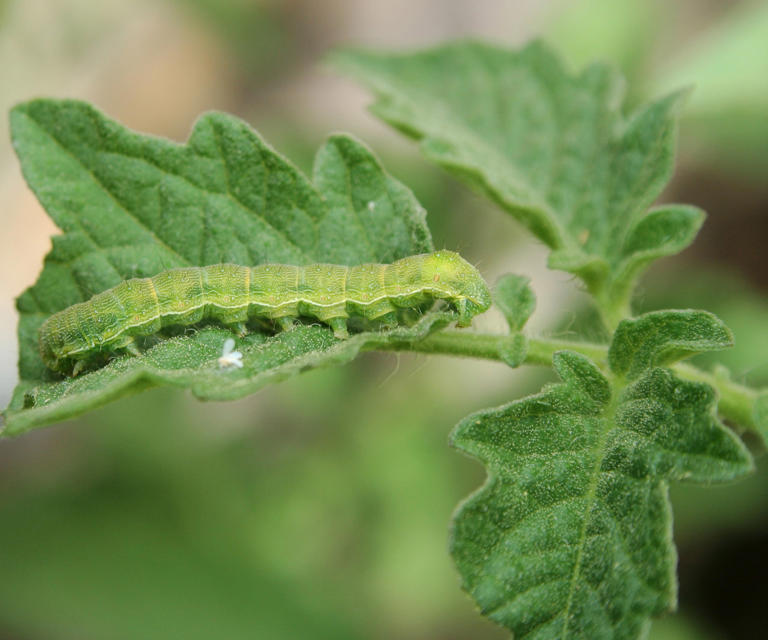 Gardening experts say that caterpillars are actually good for your ...