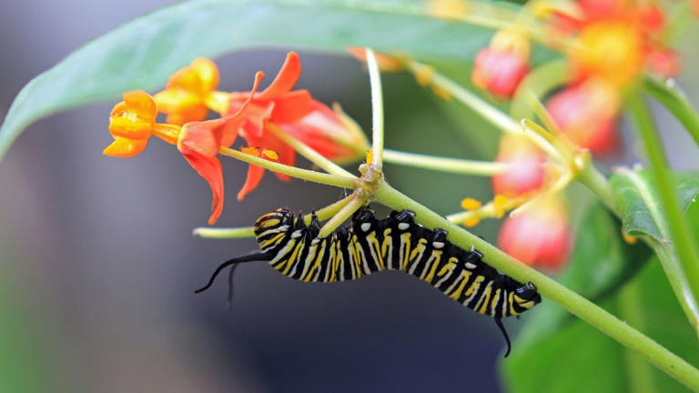 Gardening experts say that caterpillars are actually good for your ...