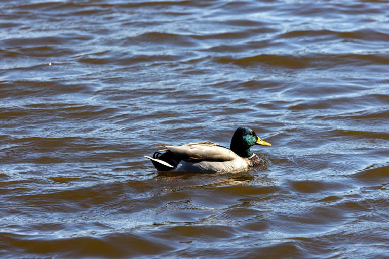 Bird flu spread could be impacted by where waterfowl like to live