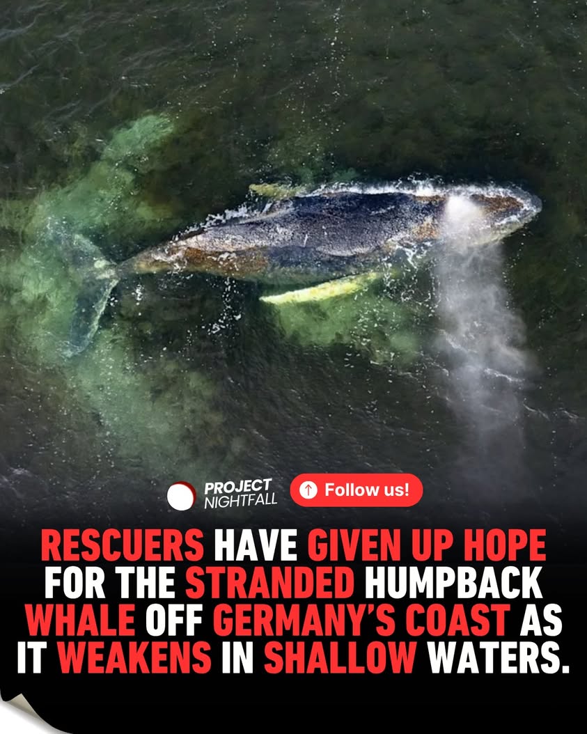 Timmy's final agony: Rescuers watch helplessly as stranded whale faces ...