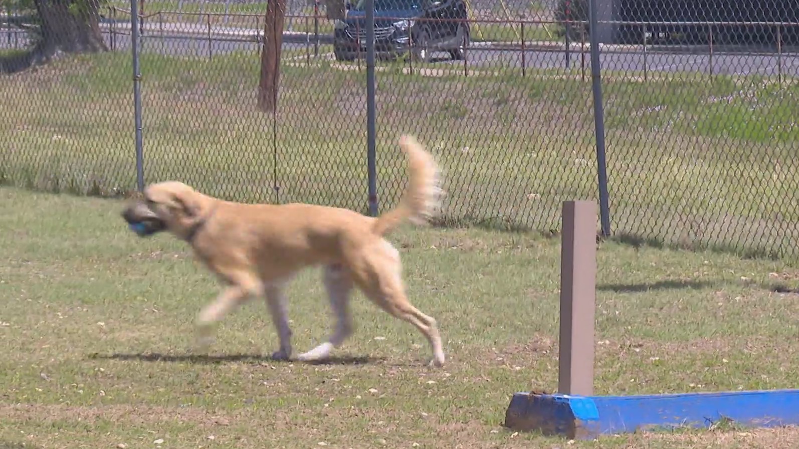 Rabies cases rise in Hays County as CDC pauses some testing nationwide