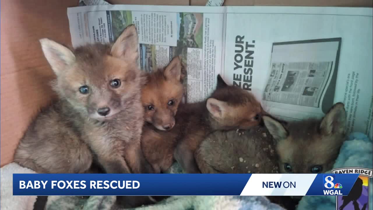 4 fox cubs that were rescued from drainage pipe will be reunited with ...