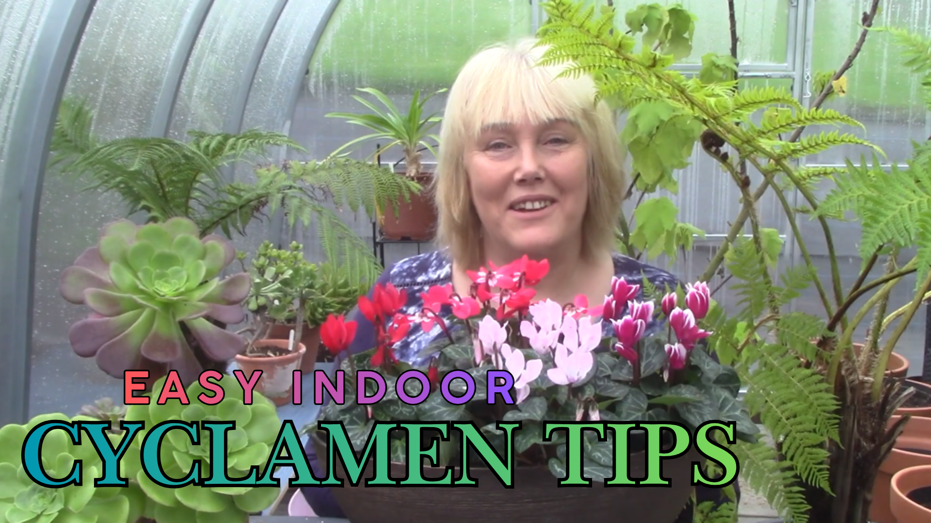 Quick guide to growing cyclamen indoors successfully