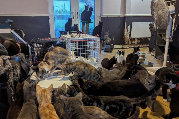 RSPCA rescues thousands in large-scale incidents as centres over capacity