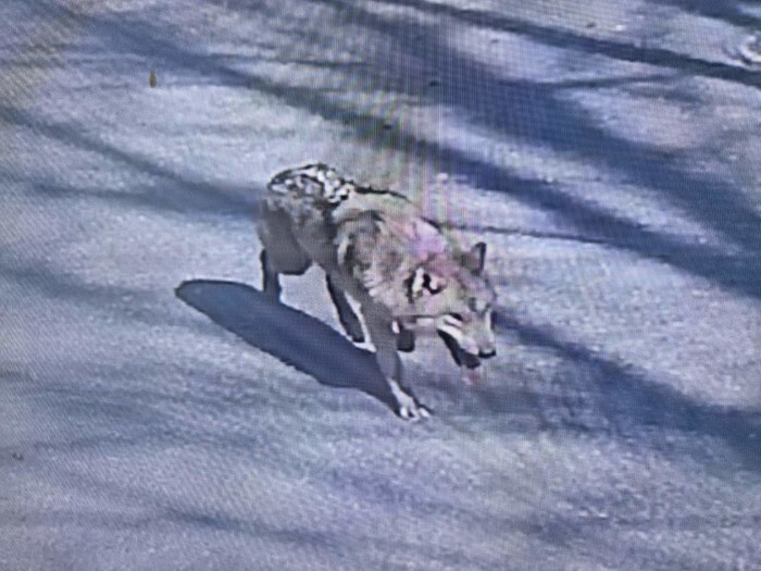 Wolf escapes at amusement park