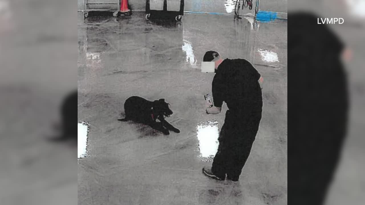 New arrest report details alleged abuse at Las Vegas dog training ...