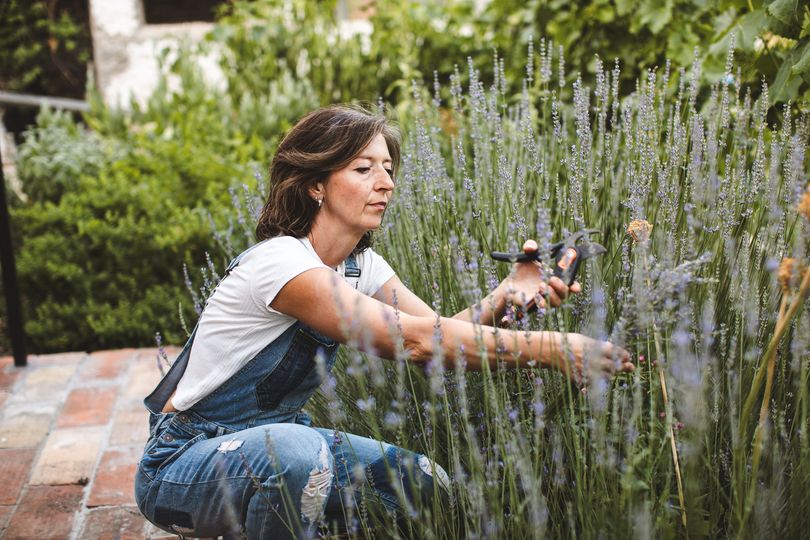 Lavender plants can be bigger and healthier when 1 kitchen scrap is ...