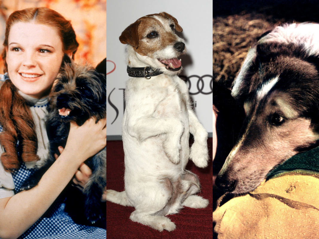 This classic film's canine star was named the 'best movie dog of all time'