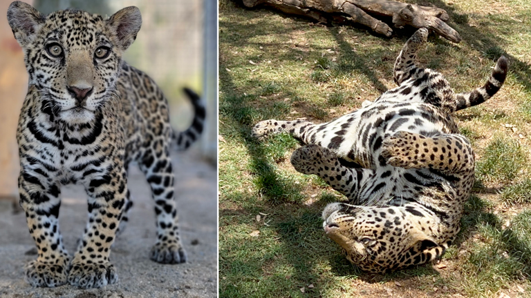 Black leopard born in captivity can now pounce and play at Alpine sanctuary