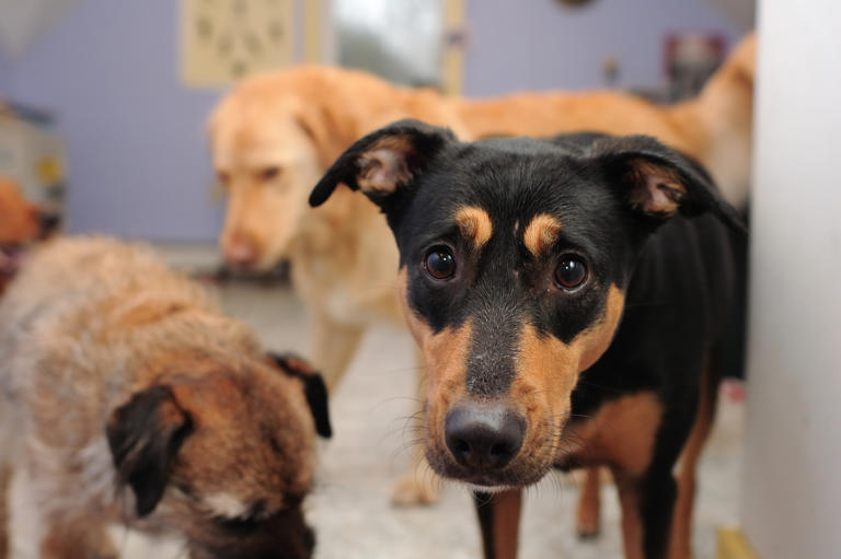 ‘Barkchella.’ Free pet adoptions continue this month