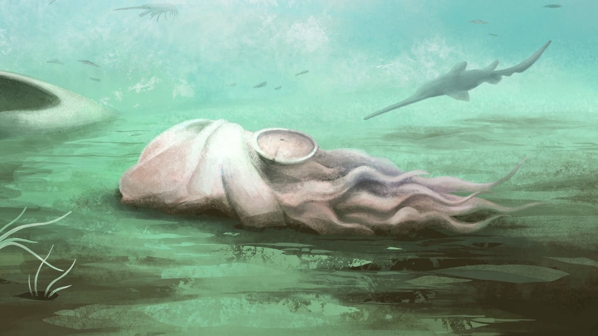 World's oldest known 'octopus' turns out to be an entirely different animal