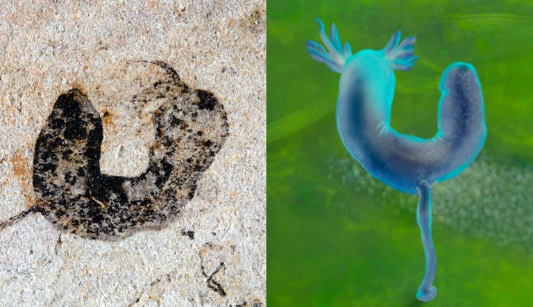 New fossils discovered in China hint that complex life evolved millions ...