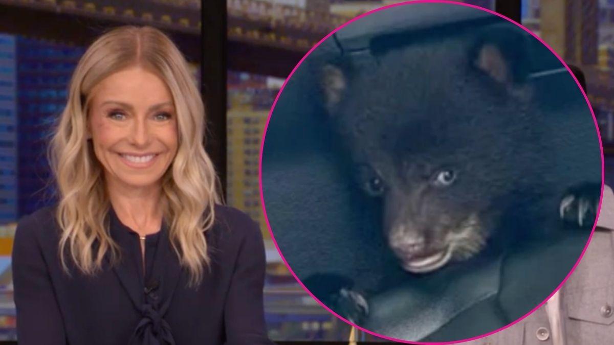'Definitely guilty': Kelly Ripa reacts to viral photo of baby bear in ...