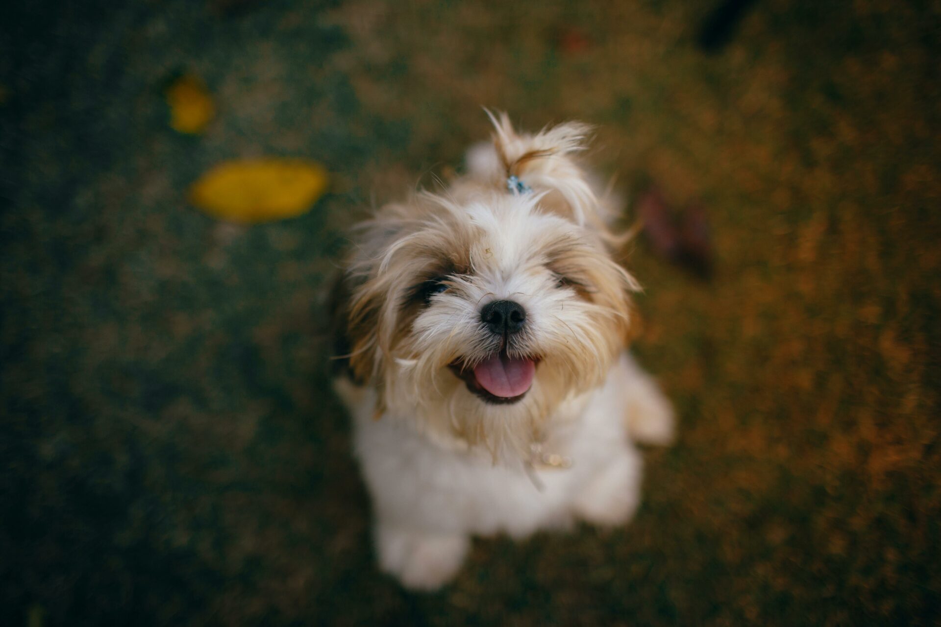 The 13 most intelligent small dog breeds