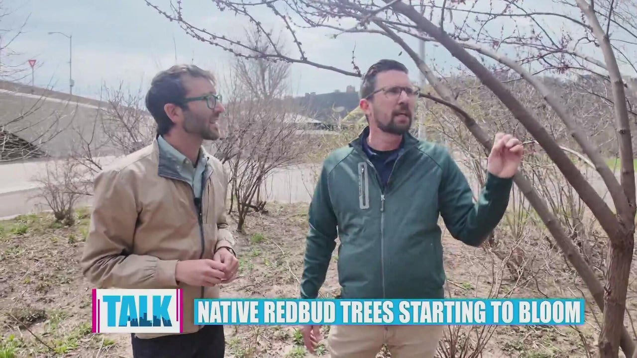 Native redbud trees starting to grow