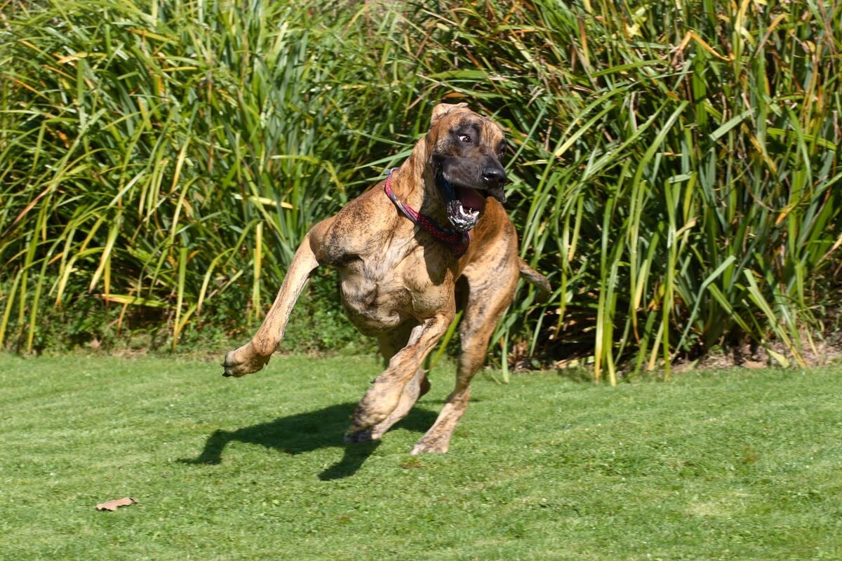Great Dane gives his little brother the ride of a lifetime on a slide